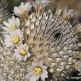 Mammillaria perezdelarosae ssp. andersonii Juergen Menzel.jpg